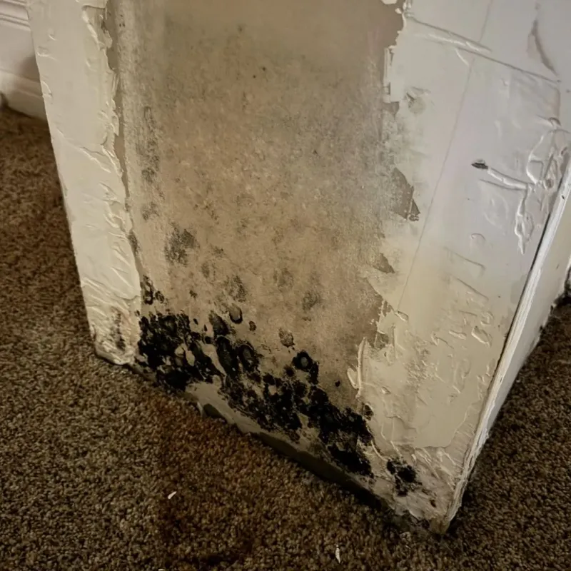 Professional Mold Removal in Riverview, MO
